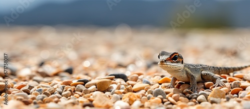 Swedish lizard on a rocky surface