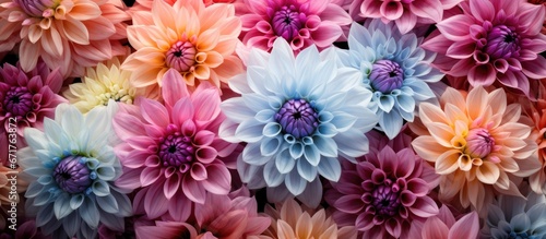 Colorful dahlia flowers at the flower market in spring © Vusal