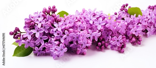 A bunch of purple lilac flowers placed on a white backdrop