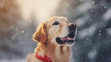 close-up portrait of a dog golden retriever labrador in winter on the snow