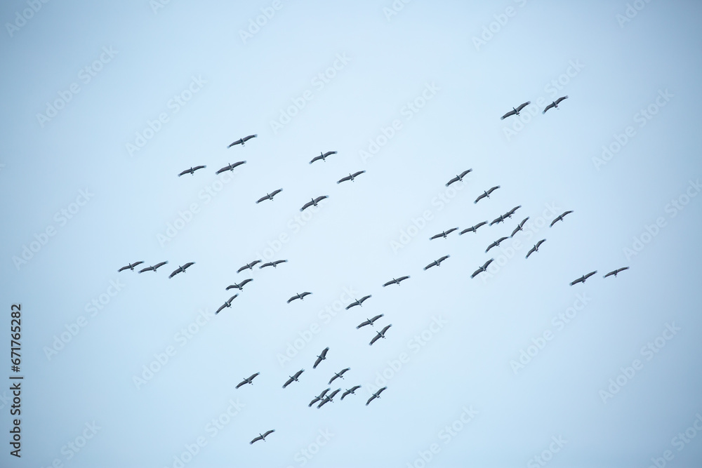 Obraz premium A flock of cranes flies in the sky. A flock of birds during seasonal migrations. Cranes - belladonna in a large flock fly south. Wildlife, beautiful scenery.