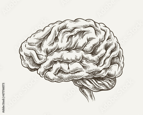 Brain minimalistic sketch vector concept