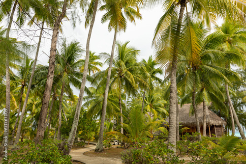 French Polynesia Tikehau atoll. Palm tree forest on the beach. Landscape view. photo