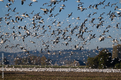 Murmuration of Snow Geese after migrating from Wrangel, Alaska. Snow geese visit the Skagit Valley in impressive numbers during the winter months, with annual counts often exceeding 50,000.