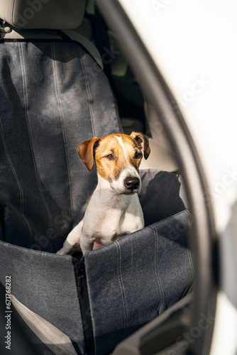 dogs sits in the front seat of car in  auto car hammock. safety seat for pet. Sunny day ready for fun travel adventure. Jack russell terrier lookin intently forward at the road. concentration co-pilot