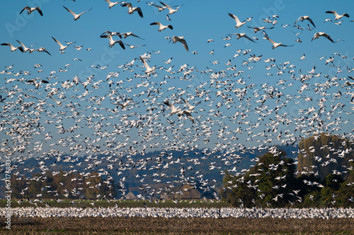 Cuadro en lienzo Murmuration of Snow Geese after migrating from Wrangel, Alaska
