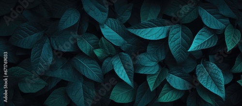 Blue green leaf surface on dark leaf background © Vusal