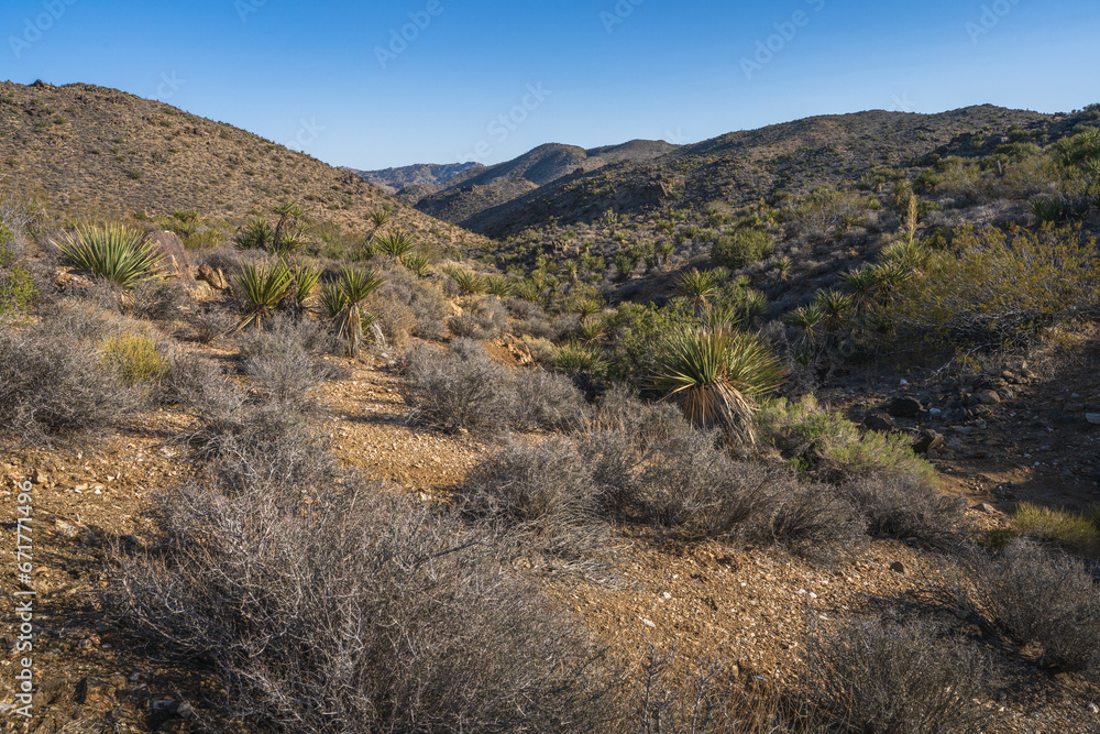 hiking the lost horse mine loop trail in joshua tree national park, california, usa