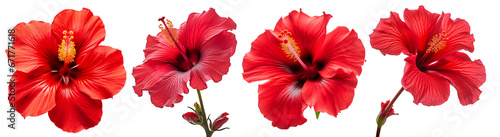 Red hibiscus. set of four red tropical flowers. Rosa sinensis.