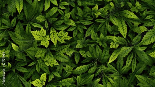  a close up of a green leafy plant with lots of leaves on the top of the leaves and bottom of the leaves on the bottom of the leaves.  generative ai