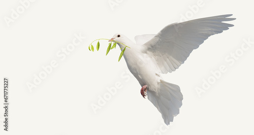 dove with olive branch isolated on white