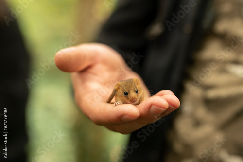 Cute hazel dormouse in depth of the forest photo