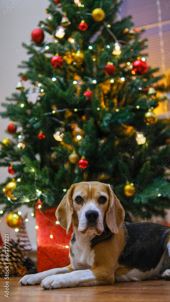beagle dog laying under christmas tree with gift boxes
