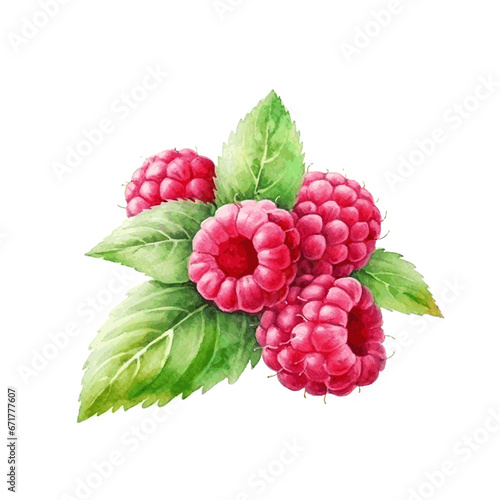watercolor raspberry with leaves for food card decor on white background
