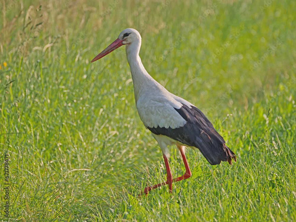 Fototapeta premium Storch, Jo und Hanni im Johannesbachtal in Bielefeld