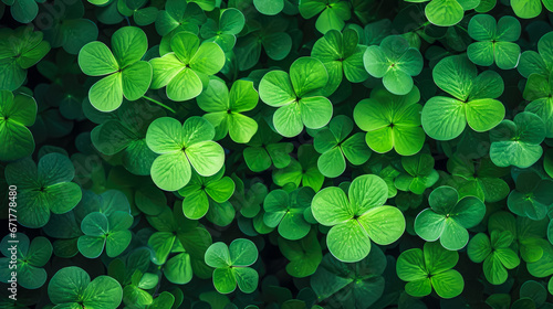 Green clover leaves background. Top view of clover leaves texture.