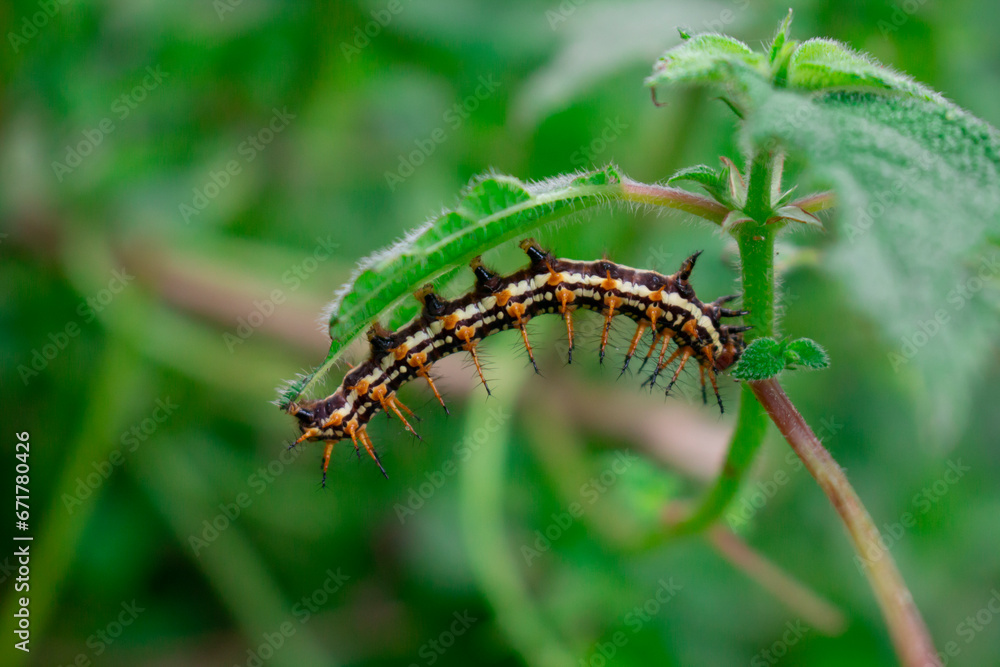 photo of caterpillars eating leaves