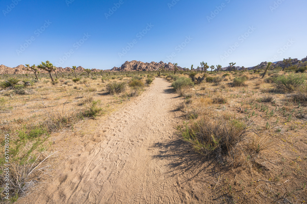 hiking the lost horse mine loop trail in joshua tree national park, california, usa