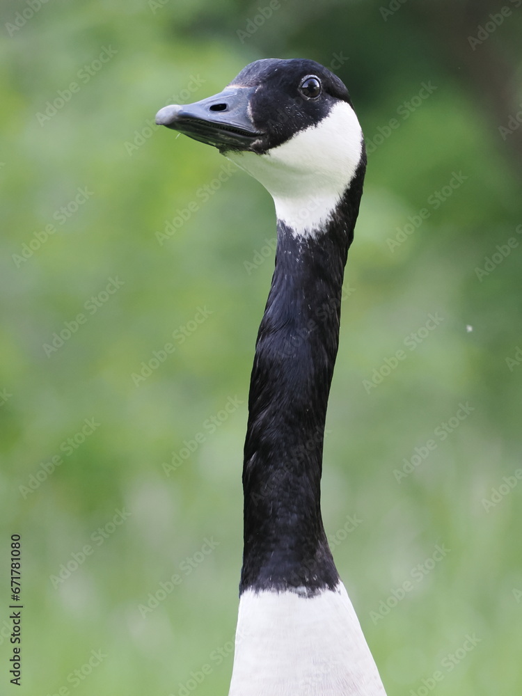 Obraz premium Kanada Gans