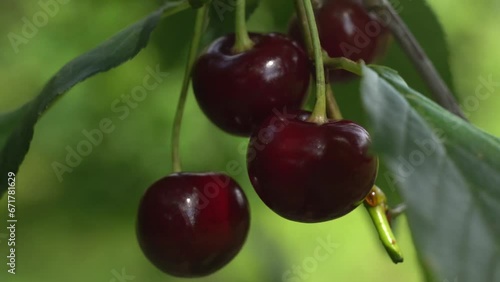 Ripe red cherries hang on a branch. Close-up. The sun is reflected in the berries.