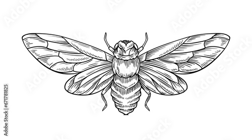 Hand drawn insect vector concept © Aleksey