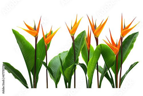 orange Strelitzia Reginae tropical flowers, isolated on a transparent background. PNG, cutout, or clipping path.	
 photo