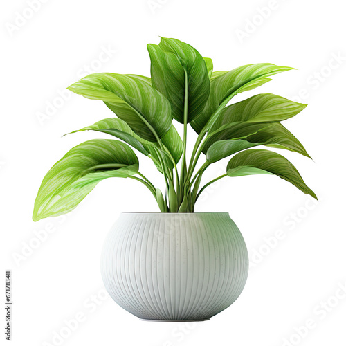 potted indoor houseplant (Dumb canes, Aglaonema) in white decorated pot, isolated on a transparent background. PNG, cutout, or clipping path	
 photo
