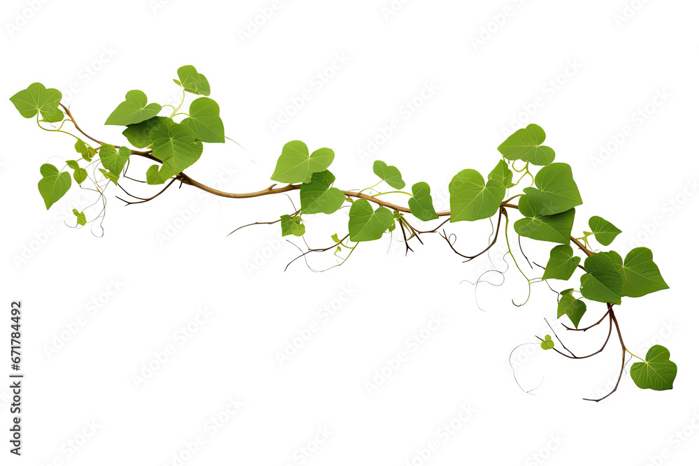 vine green grape ivy plant, leaves tropic hanging, border decoration plant. Isolated on a transparent background. PNG, cutout, or clipping path. - obrazy, fototapety, plakaty 