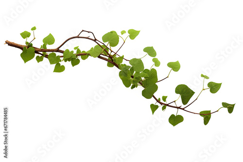 vine green grape ivy plant, leaves tropic hanging, border decoration plant. Isolated on a transparent background. PNG, cutout, or clipping path. photo