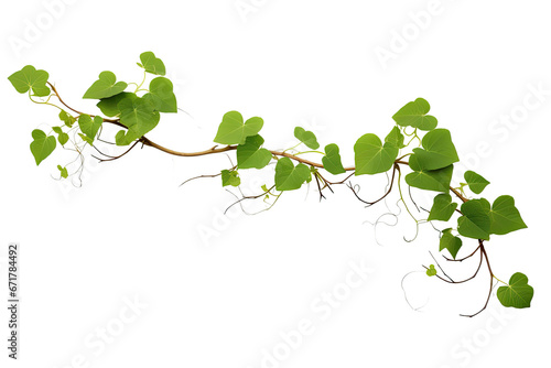 vine green grape ivy plant, leaves tropic hanging, border decoration plant. Isolated on a transparent background. PNG, cutout, or clipping path.