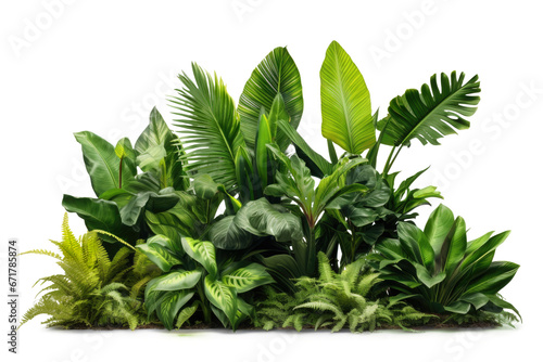 Green leaves of tropical plants bush (Monstera, palm, rubber plant, pine, bird's nest fern) floral arrangement indoors garden nature backdrop. PNG, cutout, or clipping path.	
 photo