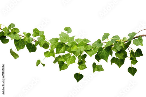 plant vine green ivy leaves tropic hanging, border decoration plants. Isolated on a transparent background. PNG, cutout, or clipping path. 