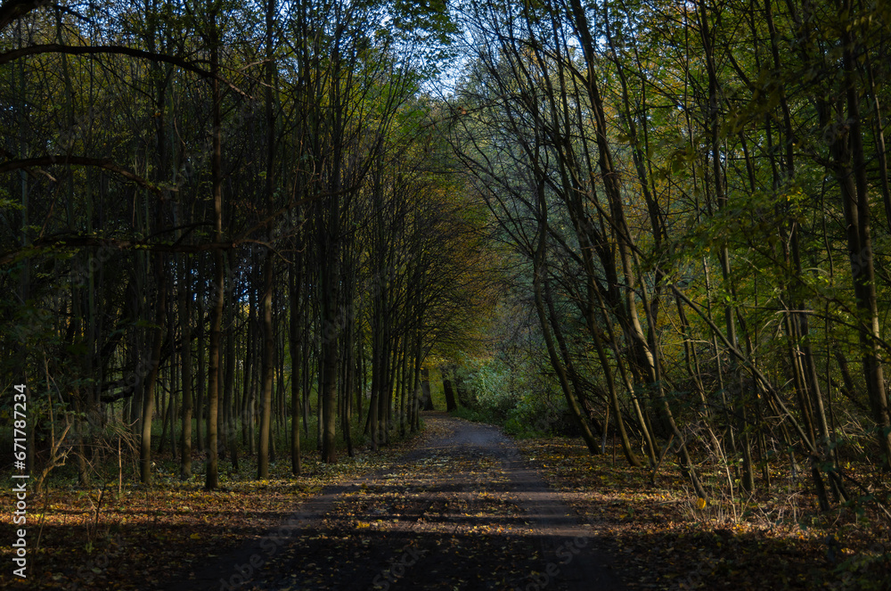 Obraz premium Jesienna aleja drzew.