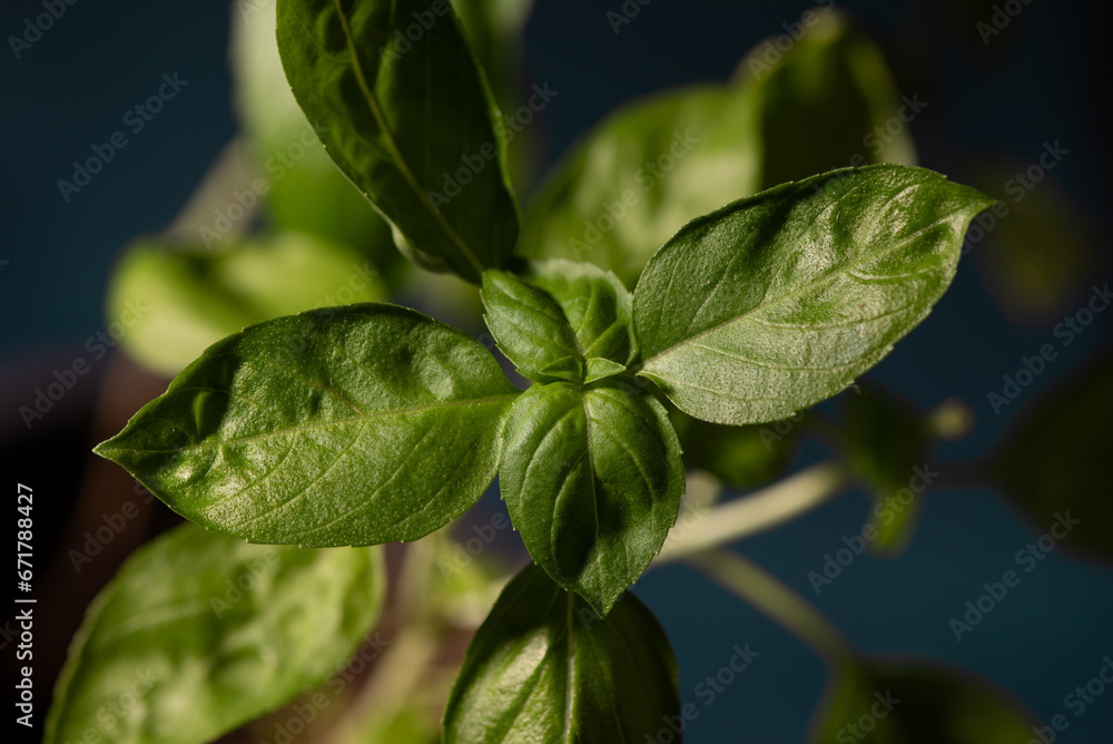 Fresh green basil leaves against dark background. Green Basil close up. Fresh green basil leaves against dark background. Green Basil close up.
