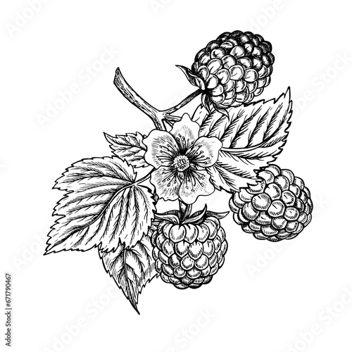 Raspberry branch, hand drawn black and white graphic vector illustration. Isolated on a white background. For packaging, labels and printing products. For banners and menus, posters and cards.