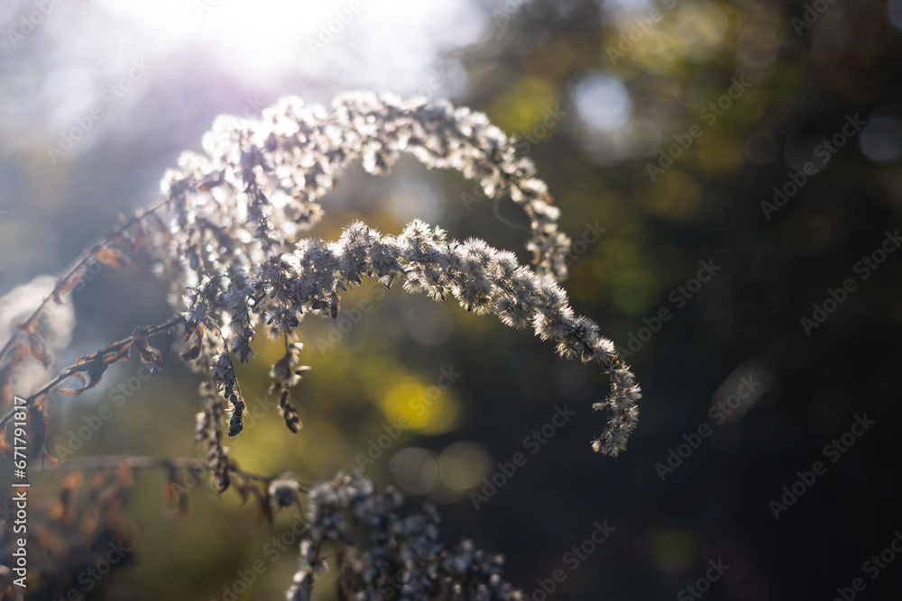 Fototapeta premium Dried autumn flowers under the sun