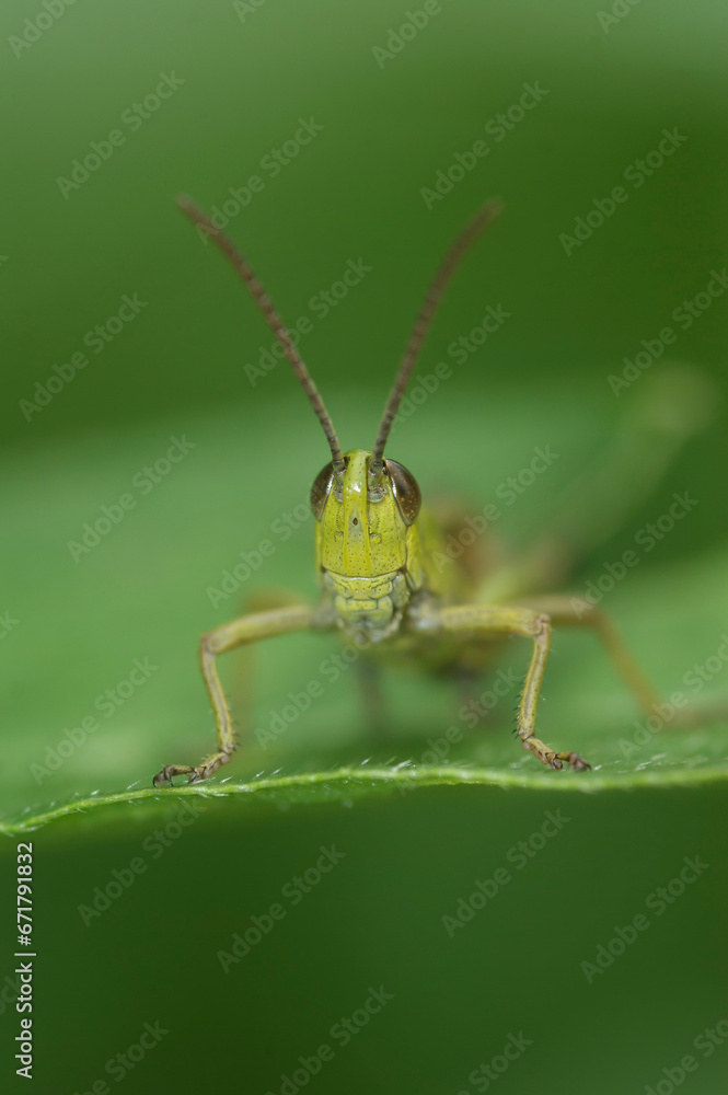 Vertical frontal closeup on the European meadow grasshopper, Pseudochorthippus parallelus Vertical frontal closeup on the European meadow grasshopper, Pseudochorthippus parallelus