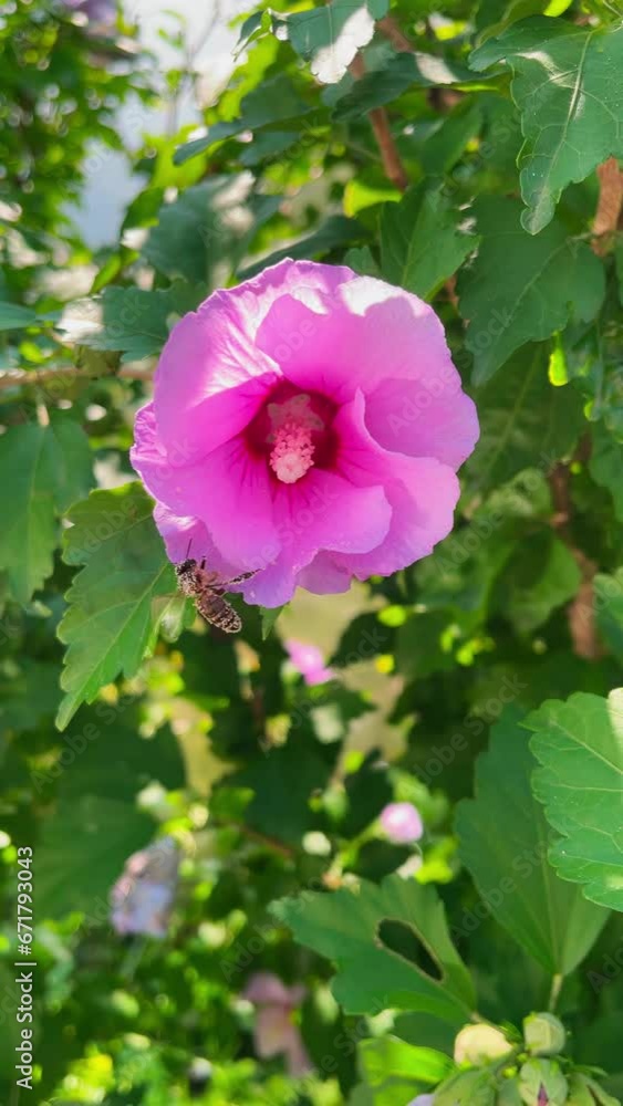 Pink hibiscus flower and a bee. 