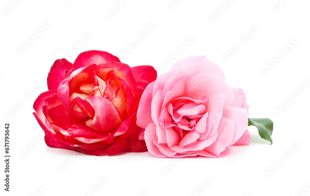 Fototapeta premium Beautiful pink flowers.