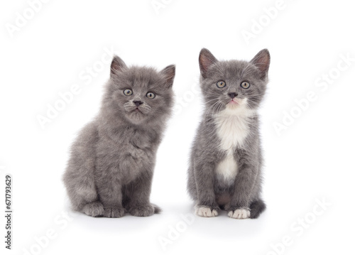 Two little different kittens sitting.