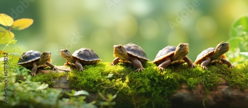 A bunch of tiny turtles happily playing in the coolness of the shade photo