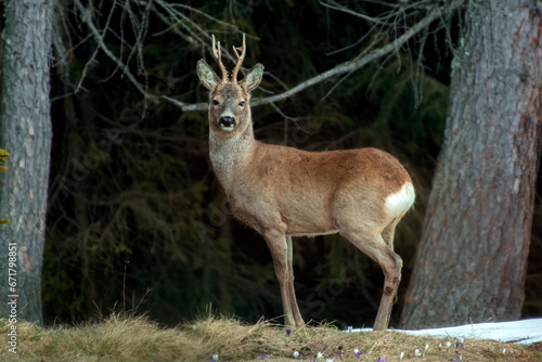 European roe deer (Capreolus capreolus) standing between two spruce trees, showing its strength on a winter day in the Italian Alps. Roe buck in wild.