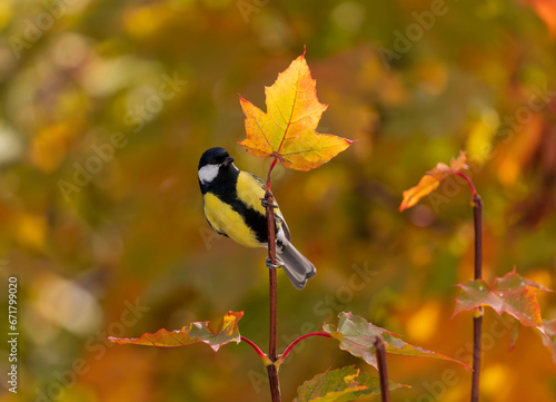 small bright bird tit sits on branches with bright maple leaves in autumn sun...