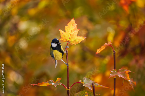 bright little bird tit sits on the leaves of a bright autumn maple in a sunny...