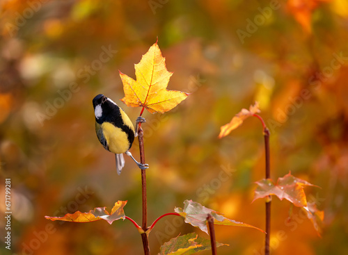bright little bird tit sits on the leaves of a bright autumn maple in a sunny...