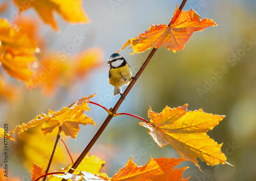 bright little bird tit sits on a maple tree branch with golden autumn leaves
