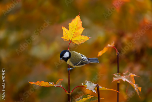 bird tit sits on a maple tree branch with golden autumn leaves in the park