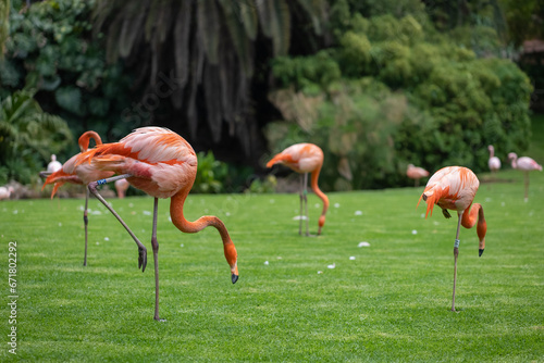 flock of pink flamingo birds walking in park on green lawn grass