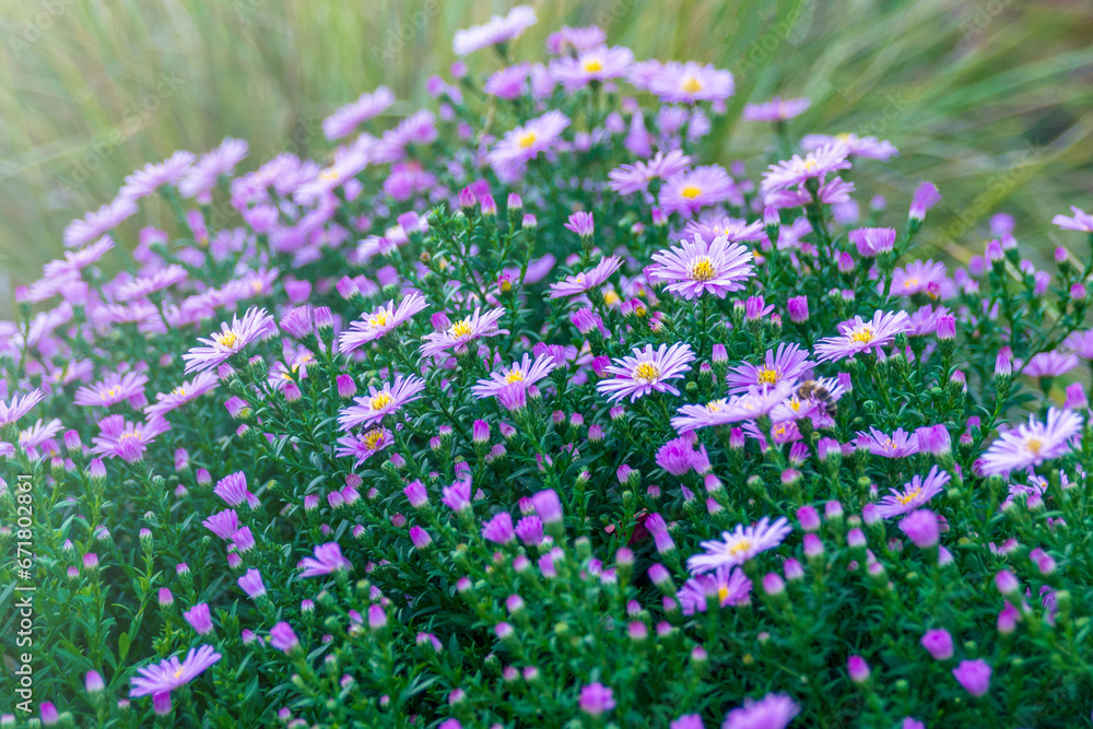 Obraz premium A bush of frost-resistant perennial gardening plant Aster novi-belgii