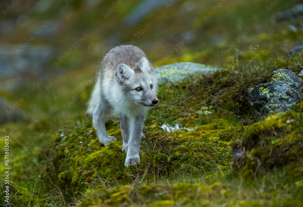 Arctic Fox - Svalbard Arctic Fox - Svalbard